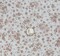 1 Yard 100% Rayon Crinkle Apparel Fabric Off White orTaupe, Lightweight 50/52" Width